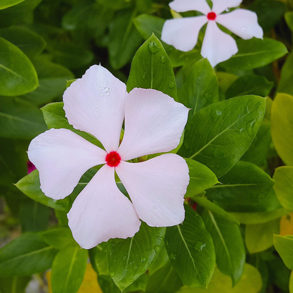 Bright Eyes Periwinkle plant