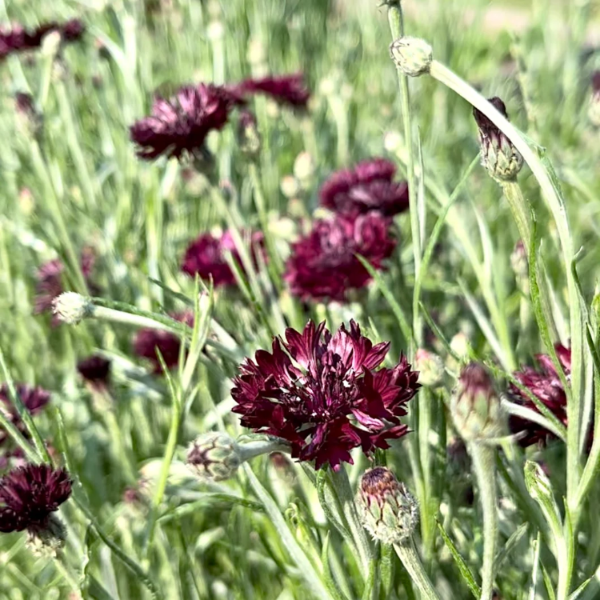 Black Bachelor Button plant