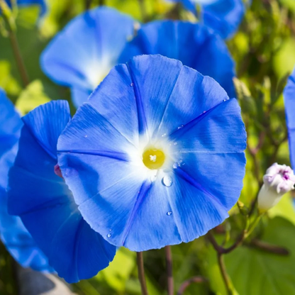 Blue Morning Glory plant