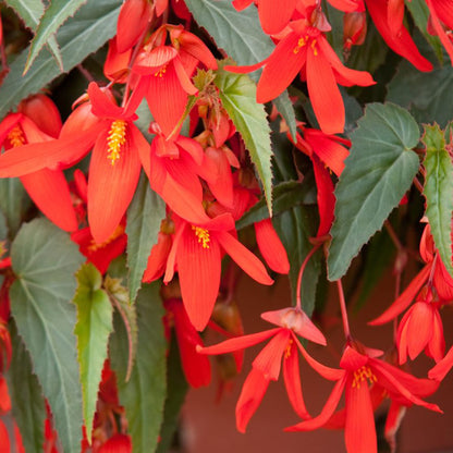 Boliviensis Begonia plant