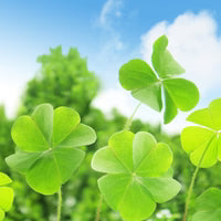 Army Green flower seeds