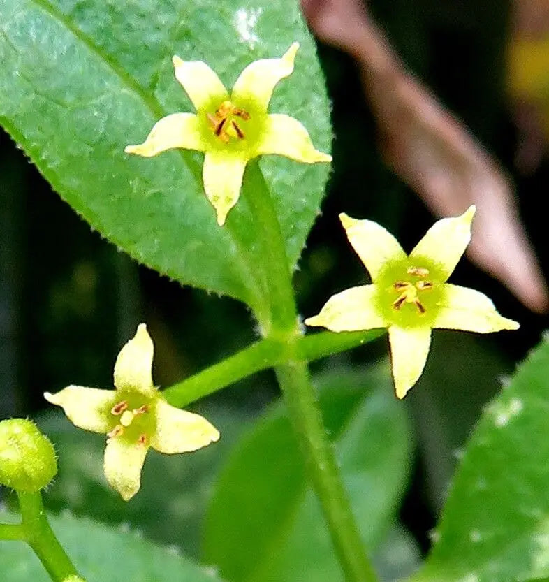 Green Rubia Tinctorum Flower Seeds for Planting – Heirloom Non-GMO Garden Seeds