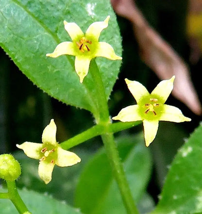 Green Rubia Tinctorum Flower Seeds for Planting – Heirloom Non-GMO Garden Seeds