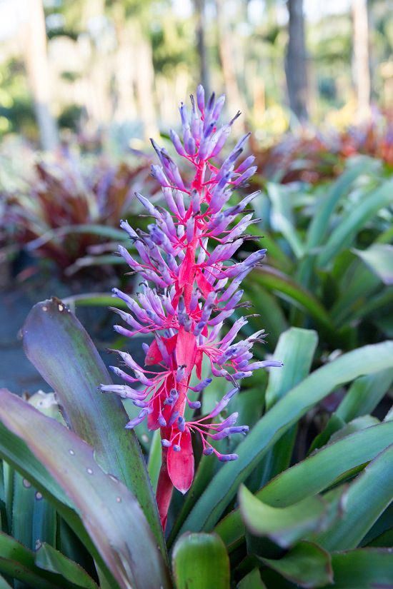 Purple Pink flower seeds