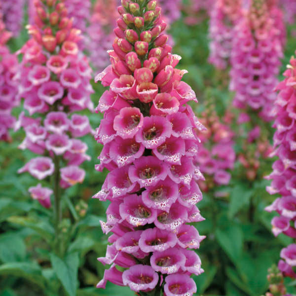 Pink Lady's Glove Flower Seeds for Planting – Heirloom Non-GMO Garden Seeds