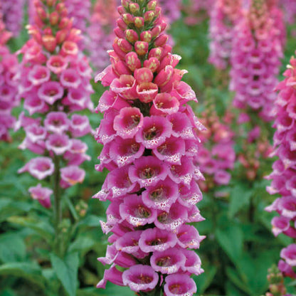Pink Lady's Glove Flower Seeds for Planting – Heirloom Non-GMO Garden Seeds
