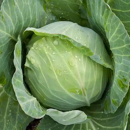 Golden Acre Cabbage Seeds
