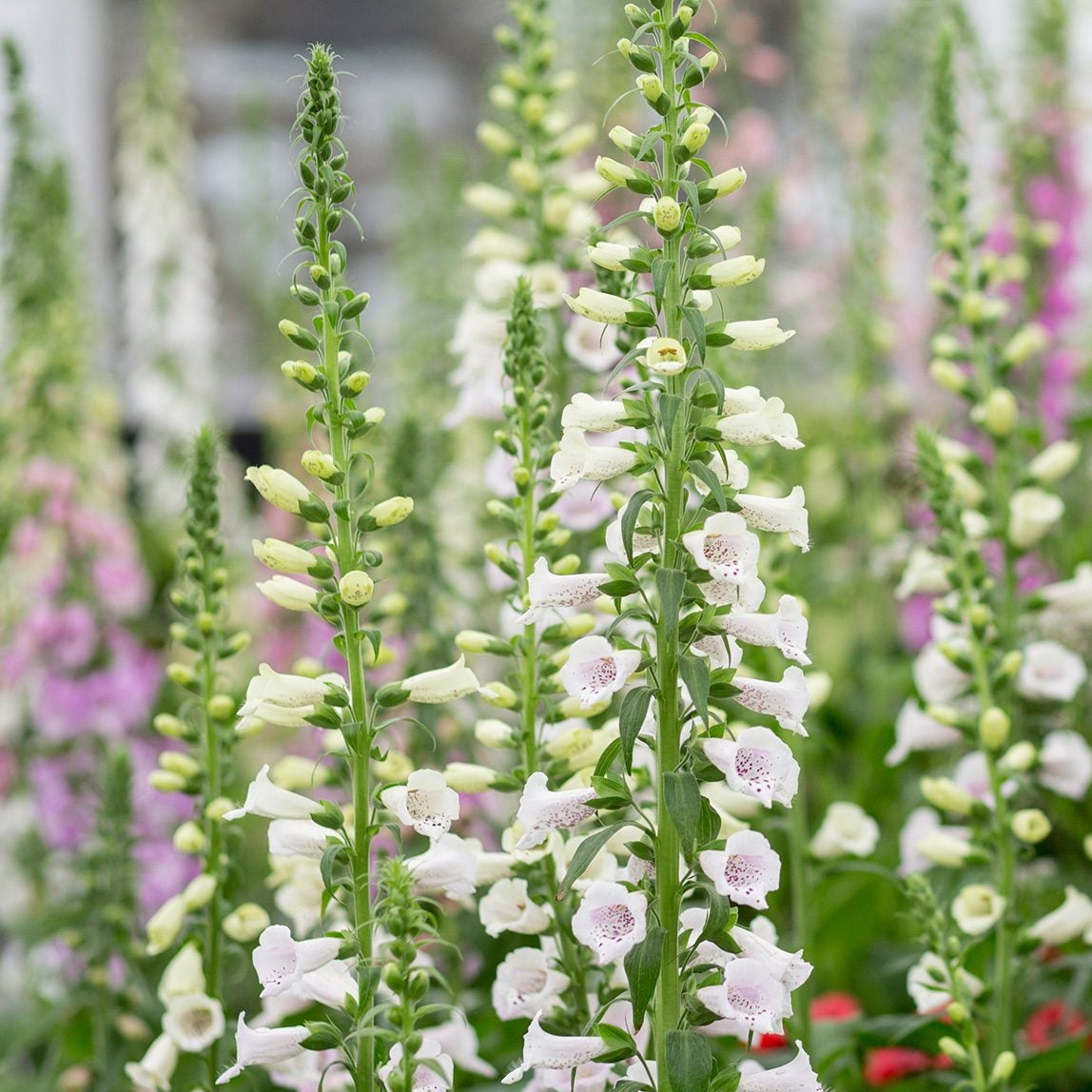 Premium Foxglove plant