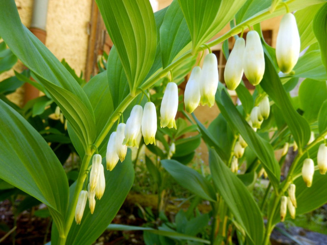 White Solomon'S flower seeds
