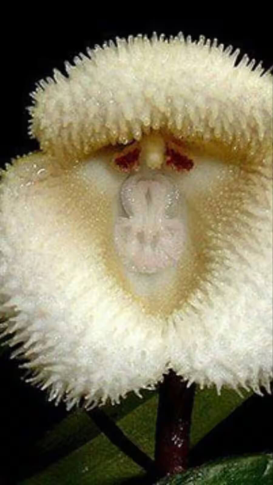 Monkey Face Orchid plant
