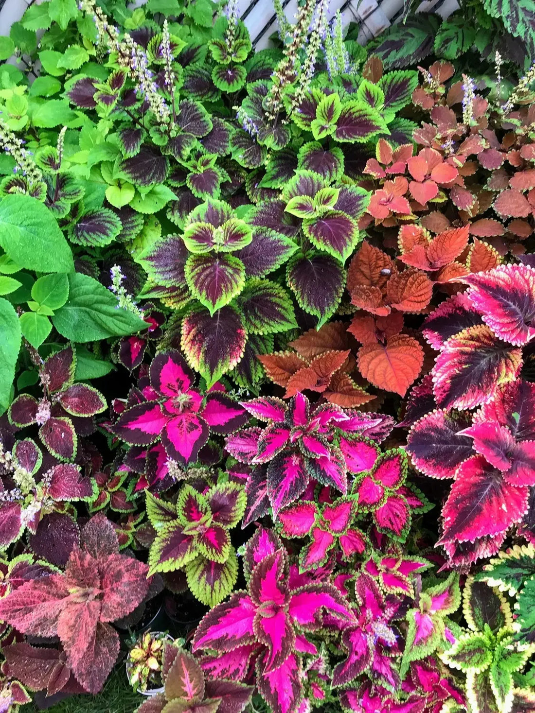 Coleus Jazz flower seeds