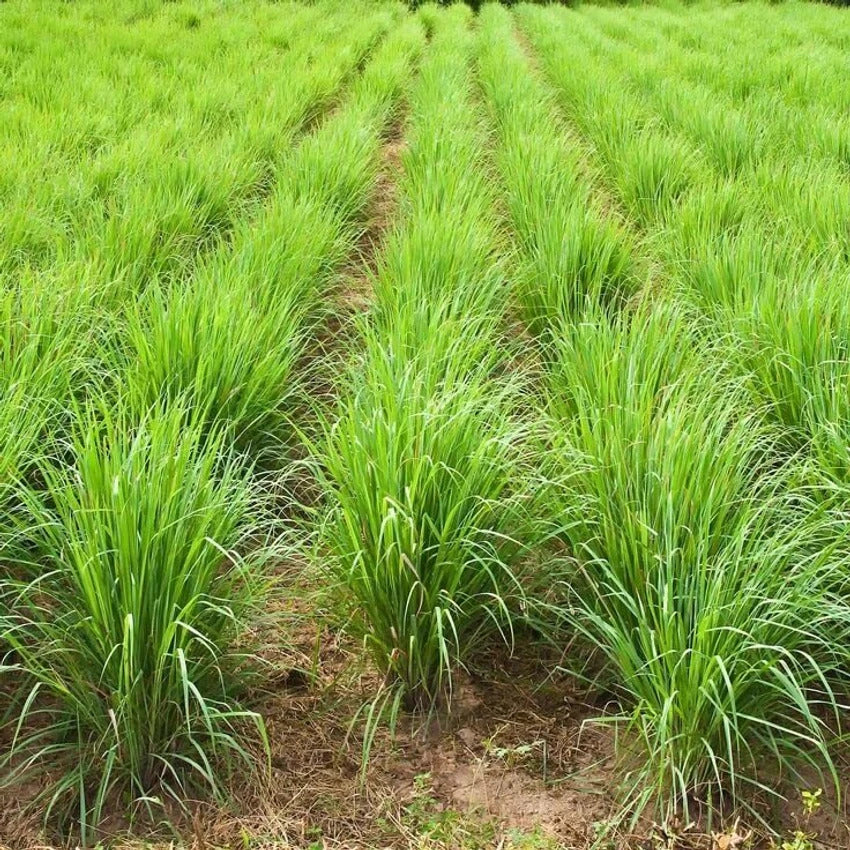 Tall Aromatic Lemongrass plant