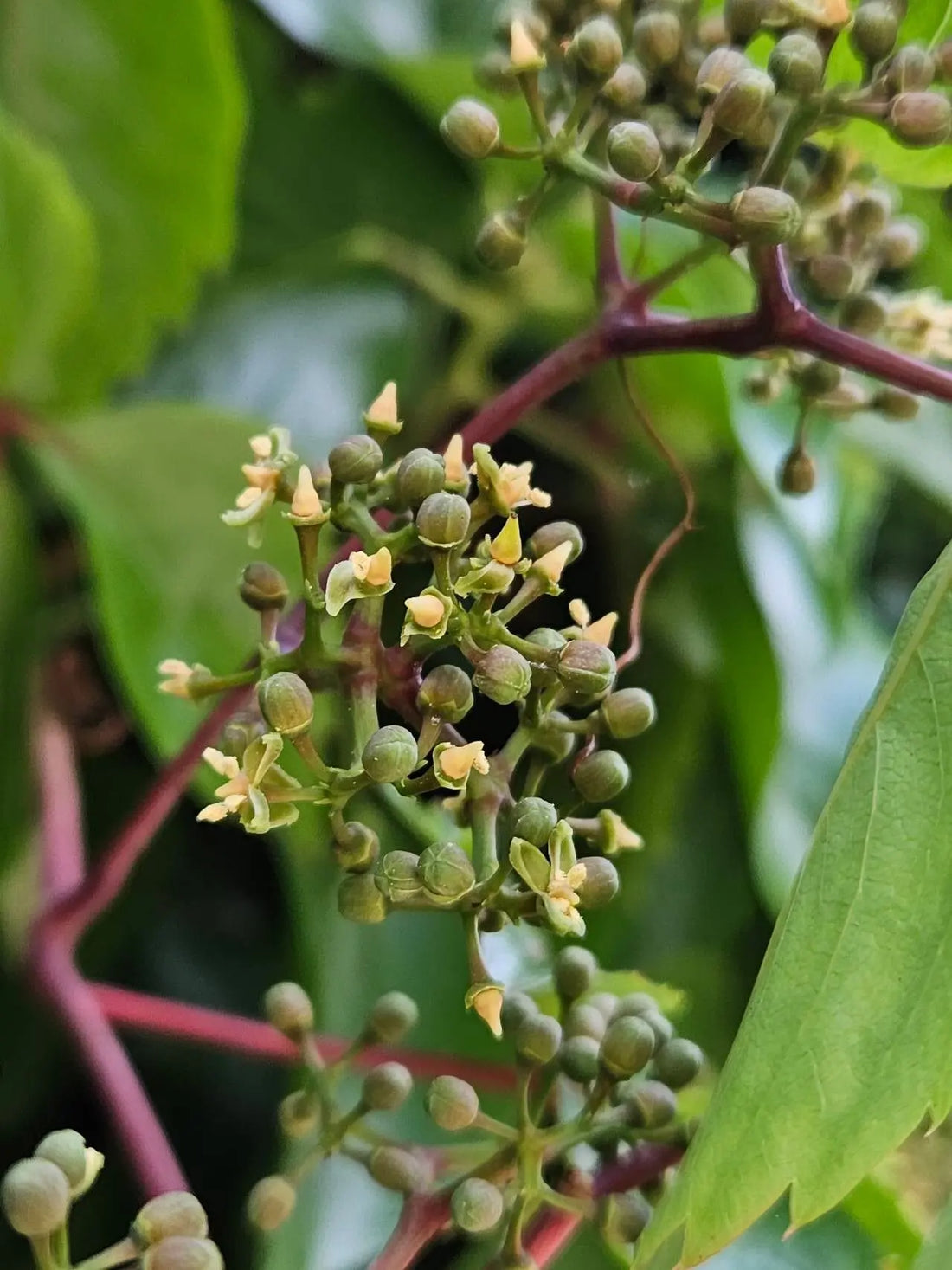 Parthenocissus flower seeds