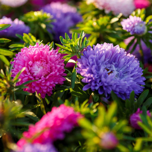 White Maroon flower seeds