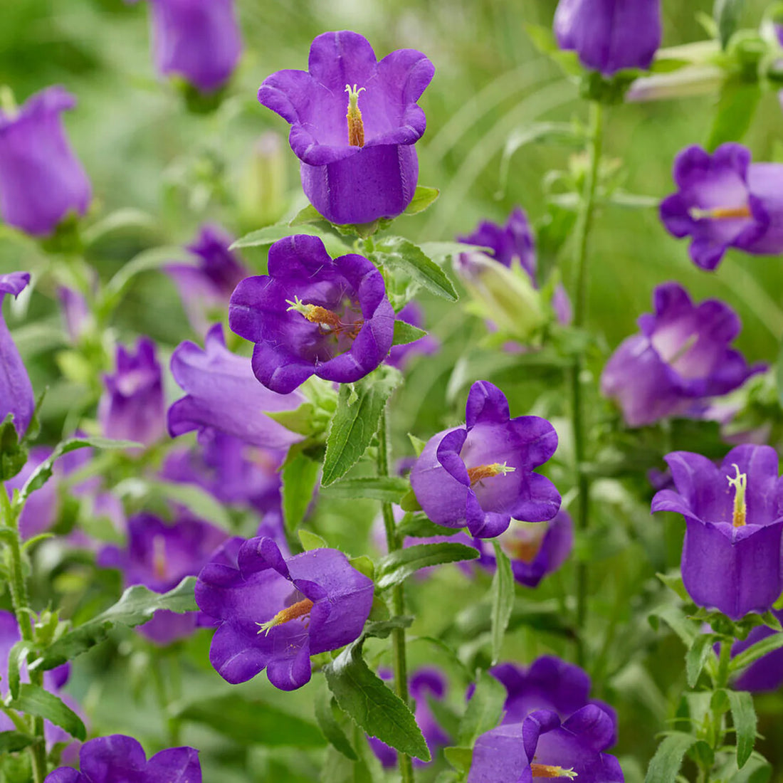Violet Canterbury flower seeds