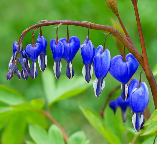 Blue Bleeding flower seeds