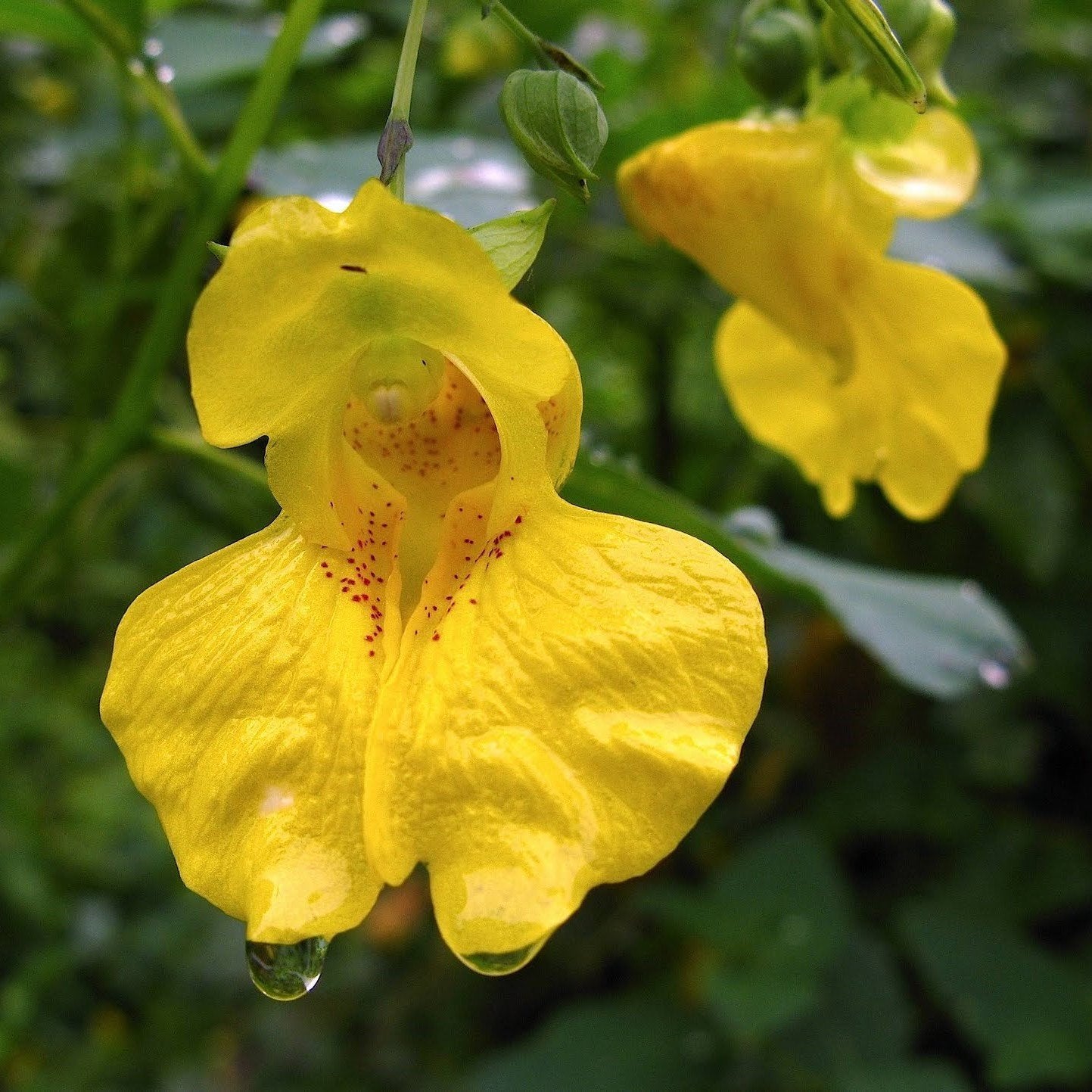 Yellow Impatiens Flower Seeds for Planting – Heirloom Non-GMO Garden Seeds