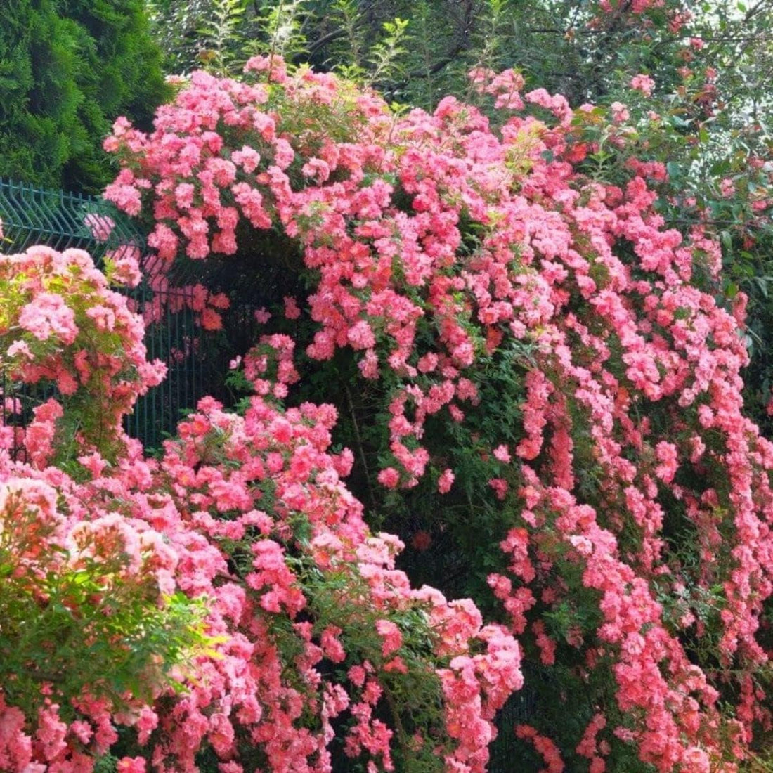 Climbing Rose flower seeds