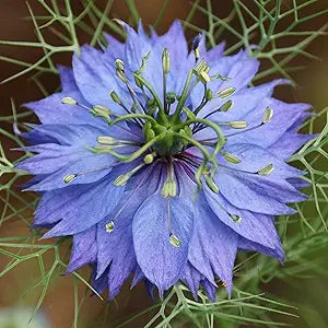 Delft Nigella flower seeds
