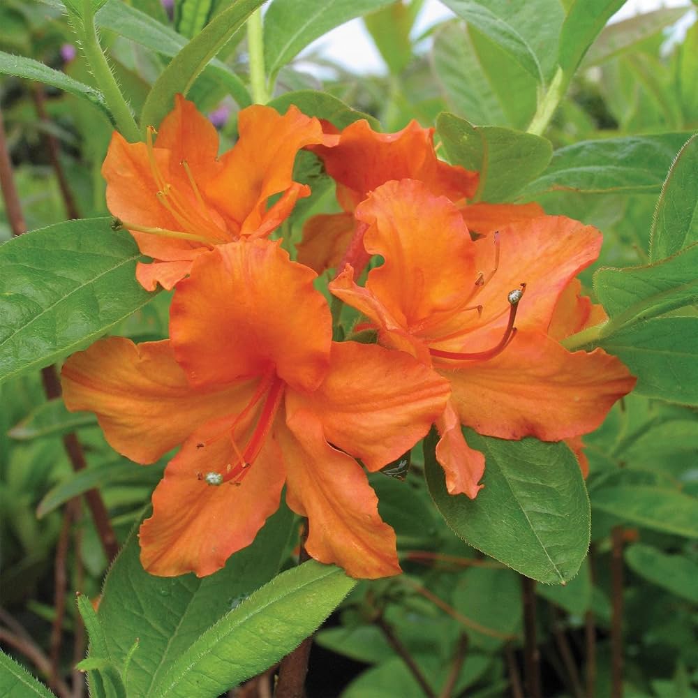 Azalea flower seeds