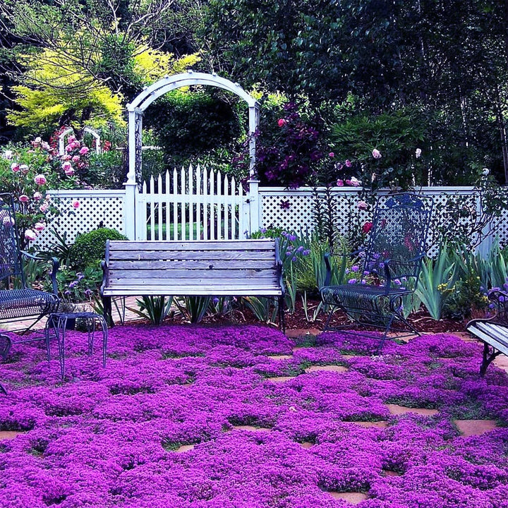 Climbing Thyme flower seeds