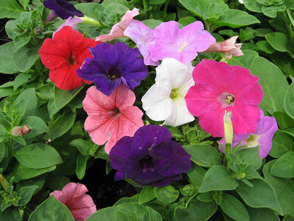 Tricolor Petunia flower seeds