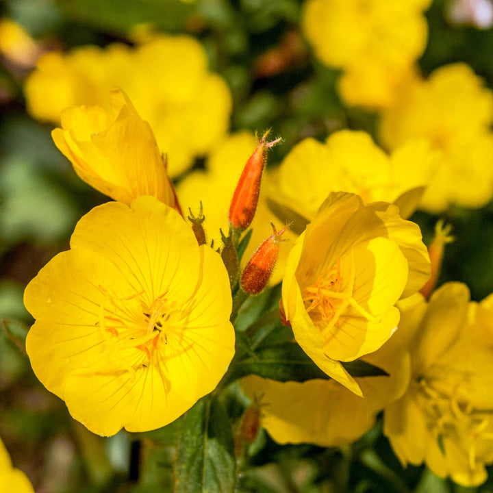 Evening Primrose flower seeds