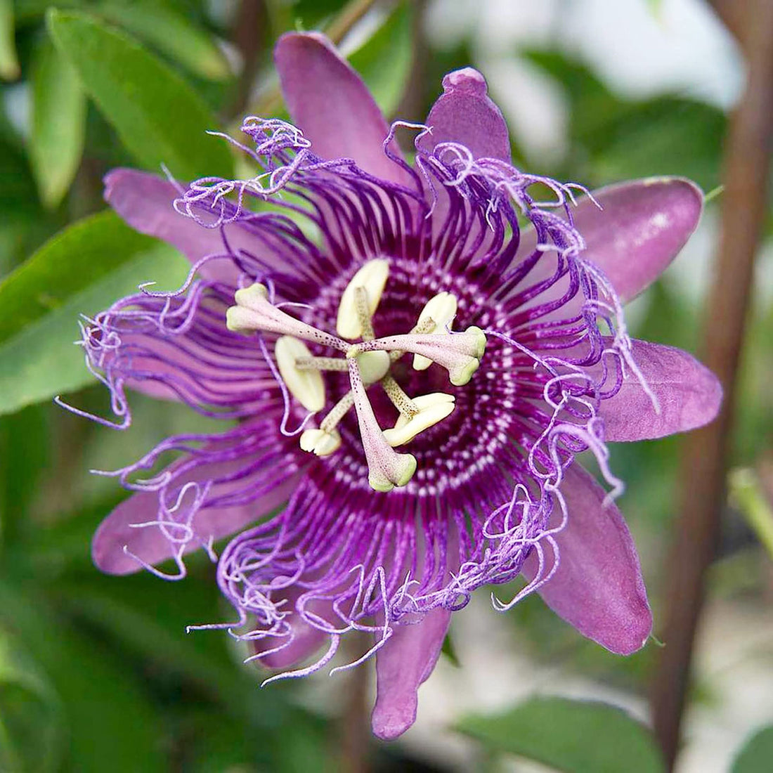 Purple Passionflower flower seeds