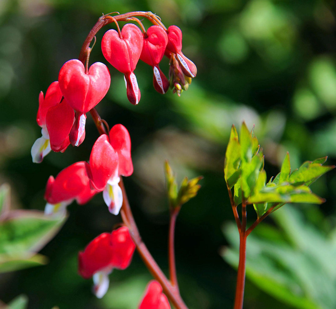 Bleeding Heart flower seeds