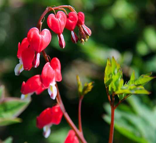 Bleeding Heart flower seeds