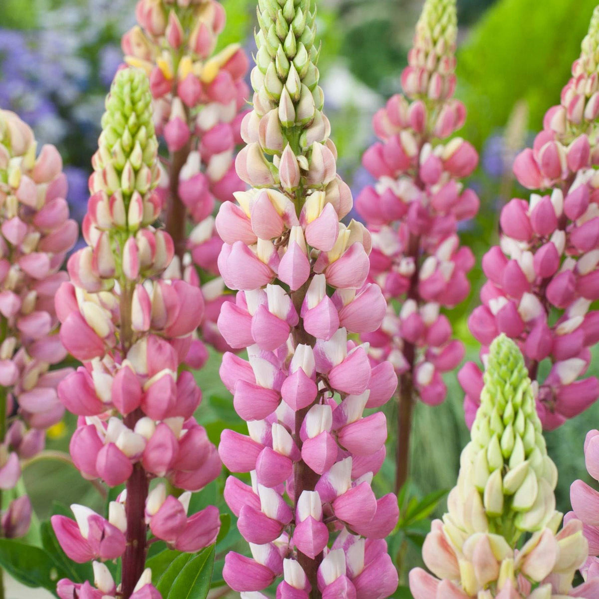 & White Lupine plant