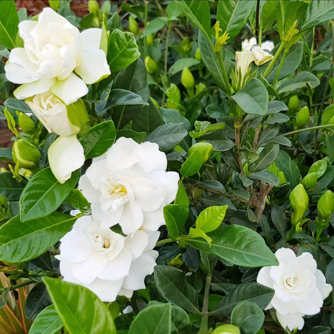 White Jasminoides flower seeds