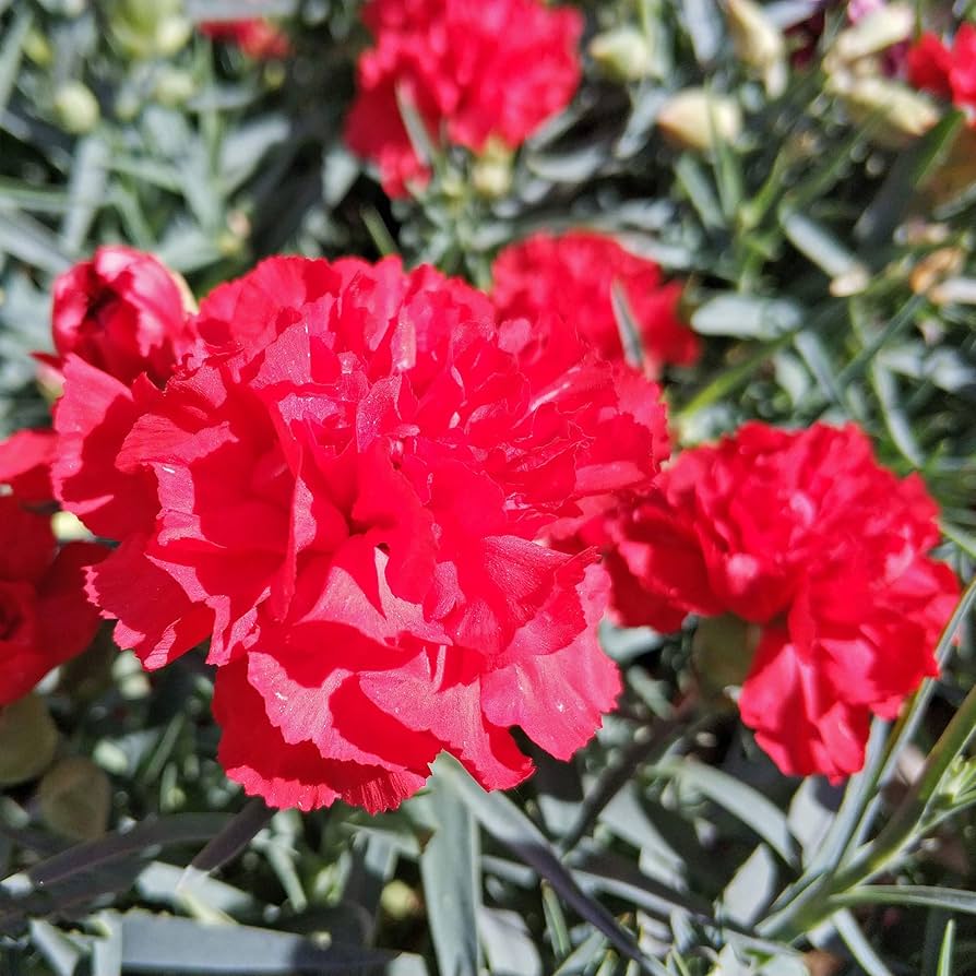 Scarlet Carnation flower seeds