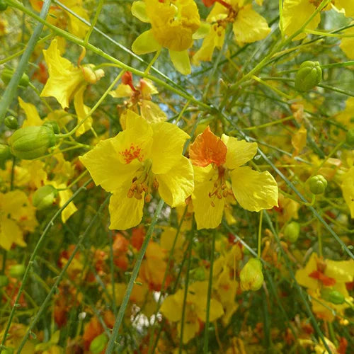 Parkinsonia Aculeata flower seeds