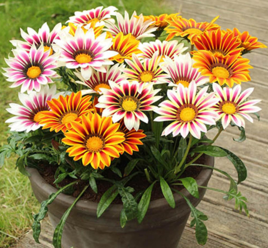 Gazania Rigens flower seeds