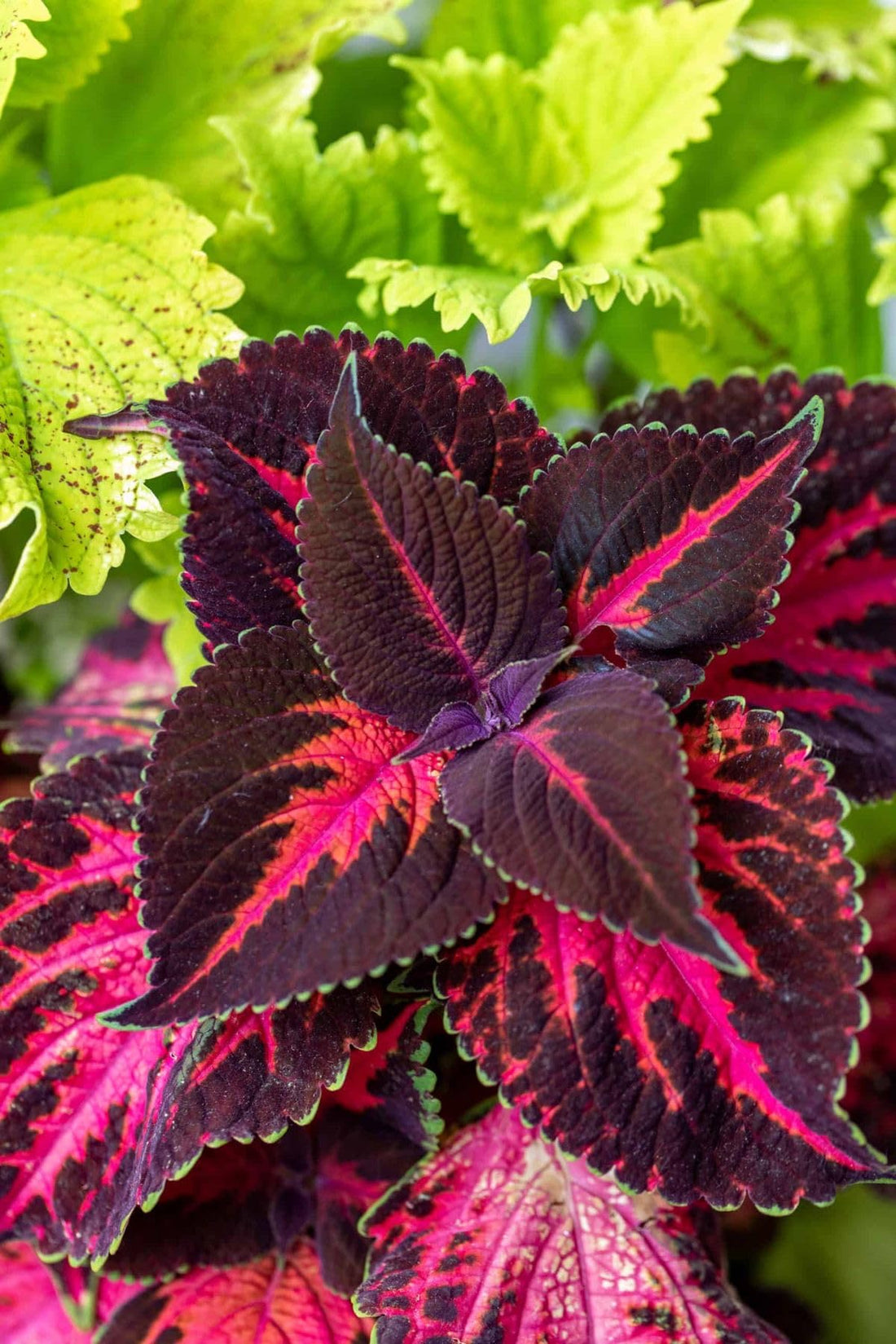 Pink Black flower seeds