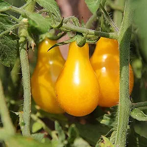 Yellow Pear Tomato Seeds