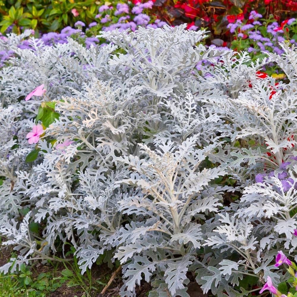 Gray Cineraria flower seeds