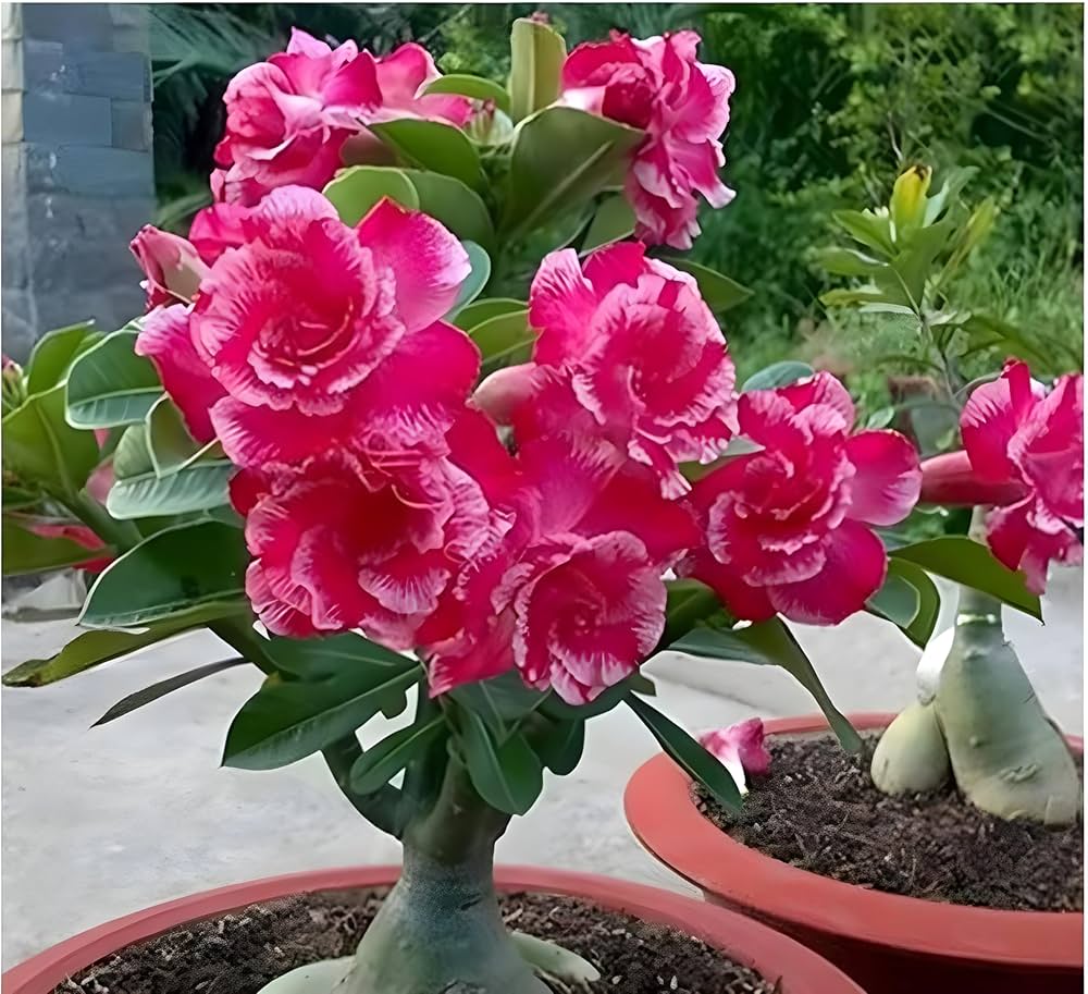 Easy Grow flower seeds