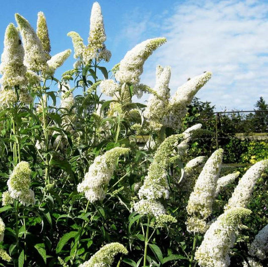 White Buddleja flower seeds