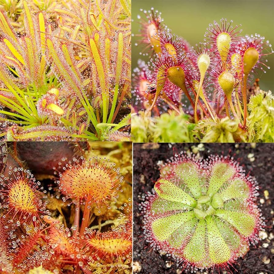 Sundew flower seeds