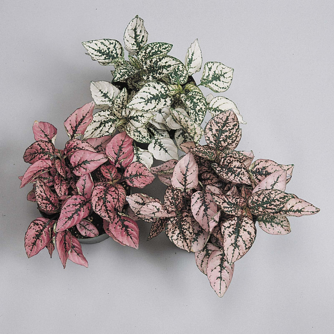 Pink Splash flower seeds