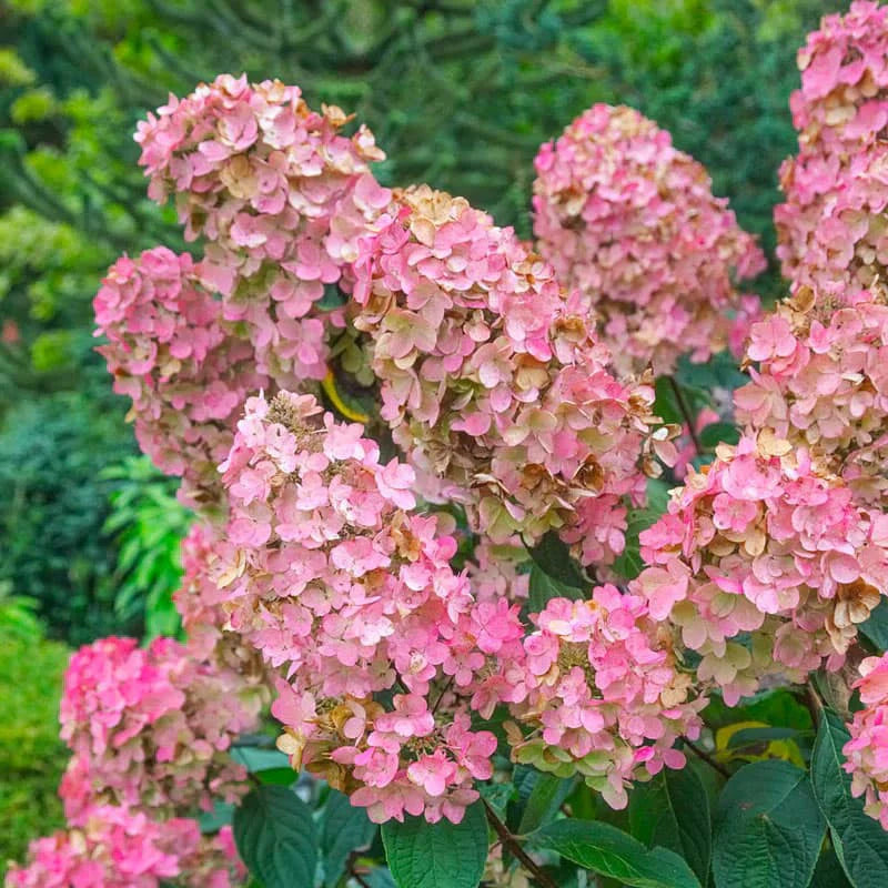 Hydrangea flower seeds