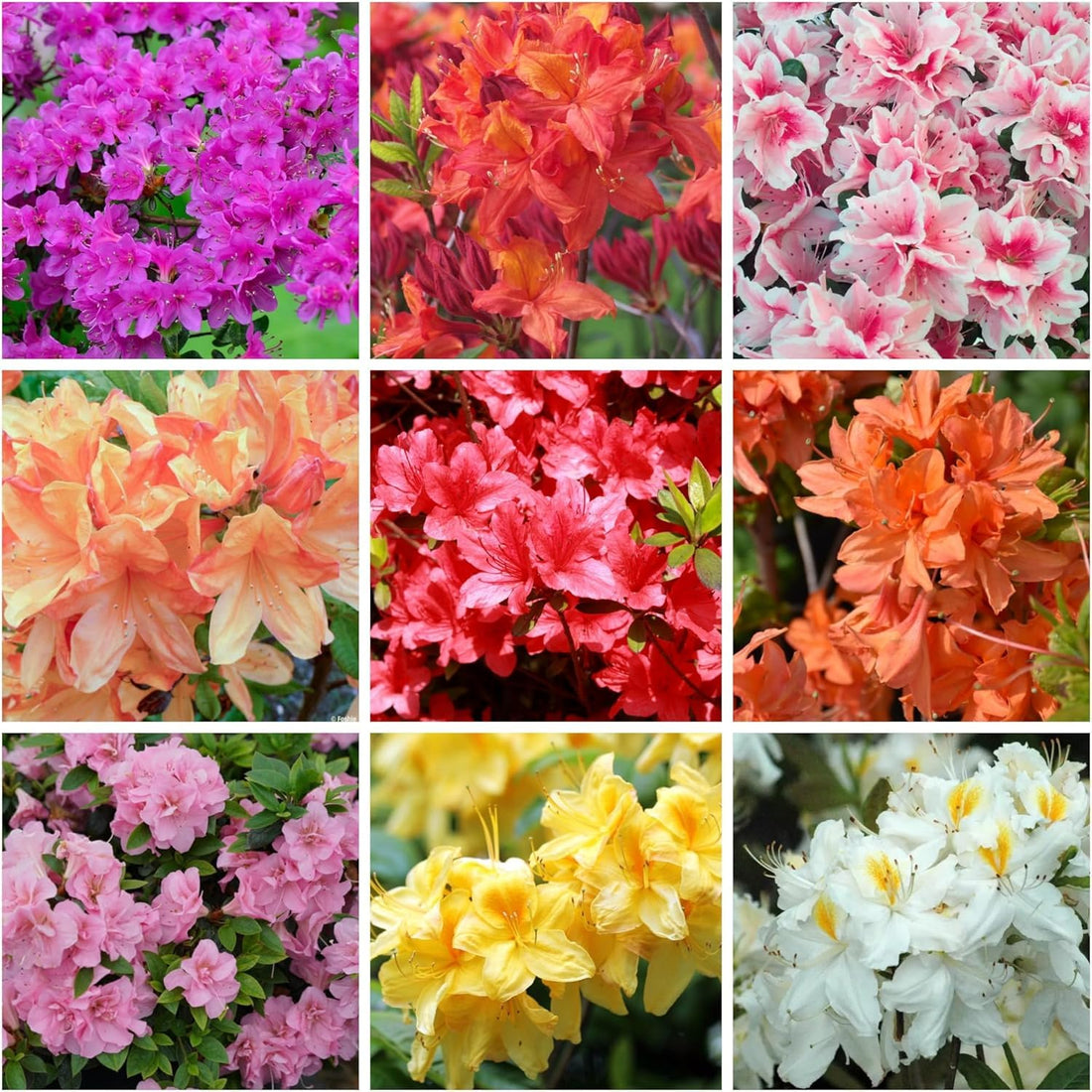 Azalea flower seeds