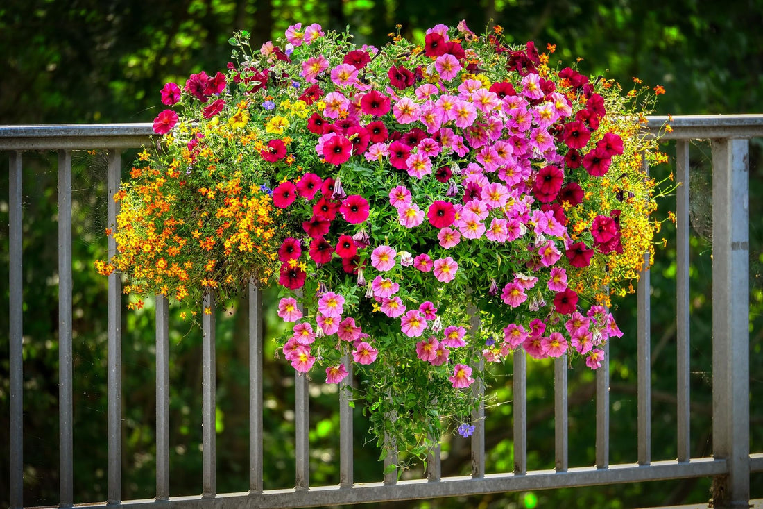 Petunia Spp flower seeds