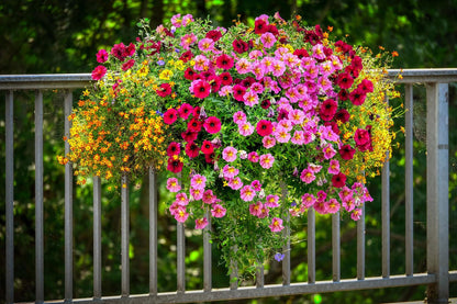 Petunia Spp flower seeds