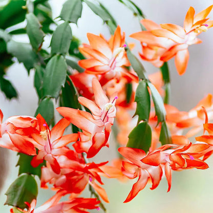 Orange Schlumbergera flower seeds