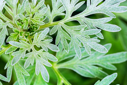 Absinthe Wormwood flower seeds