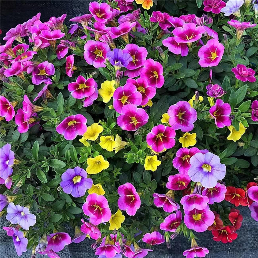 Russian Petunia flower seeds