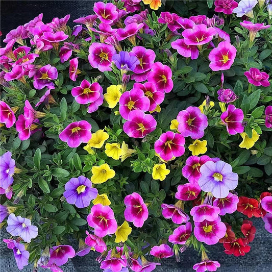 Russian Petunia flower seeds